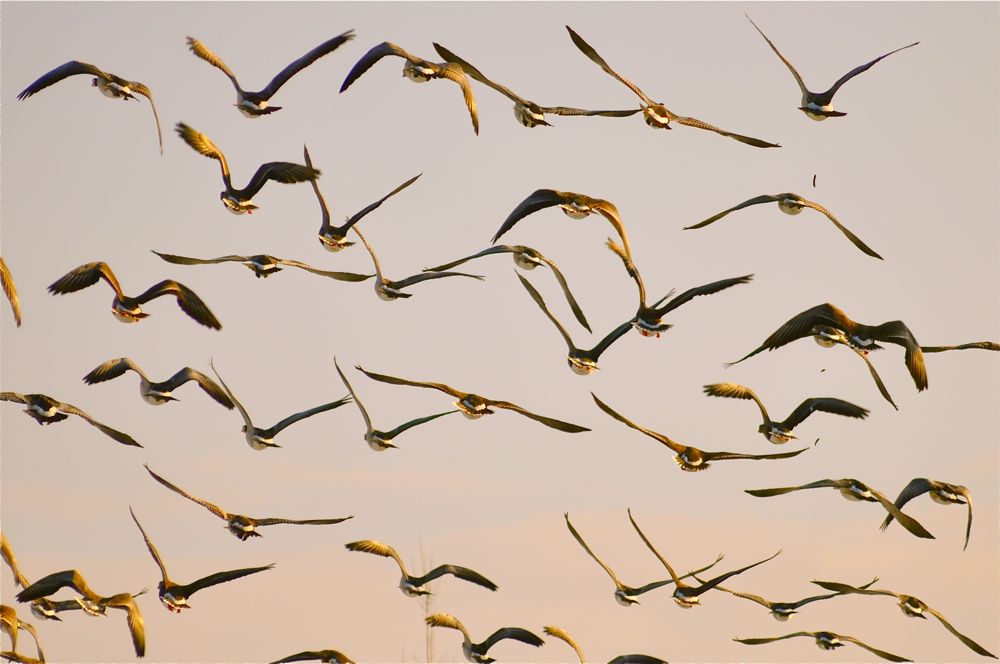 Vluchtende ganzen in de biesbosch