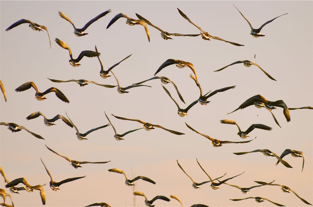 Ganzen Vluchtende ganzen in de biesbosch