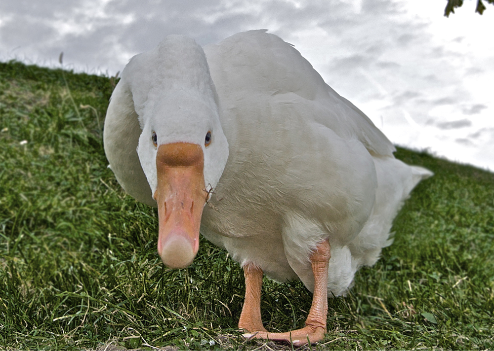 X-benen met klutsknieen Boze gans dreigt.....
