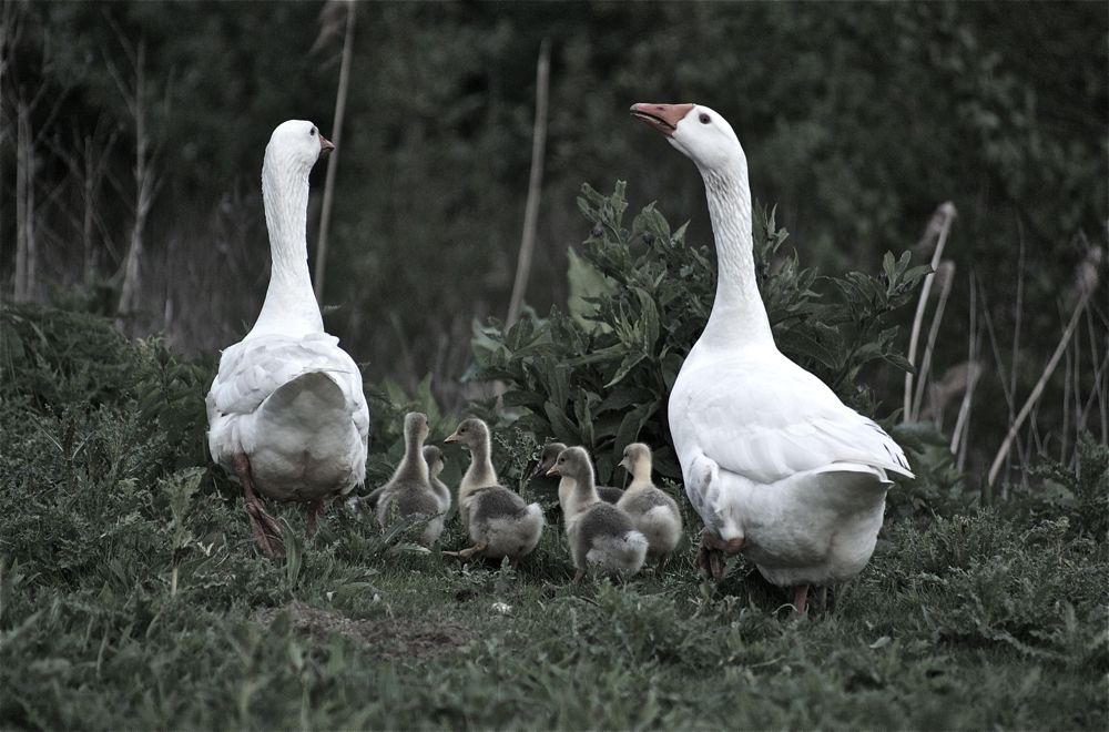 de familie gans op stap.