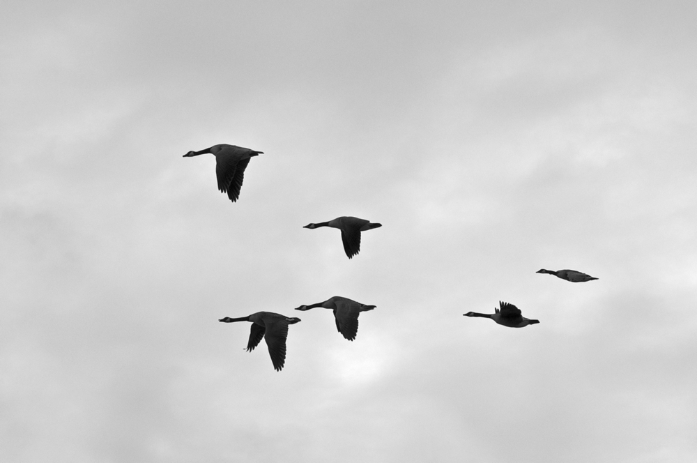 formatie vliegen boven Oostvoorne